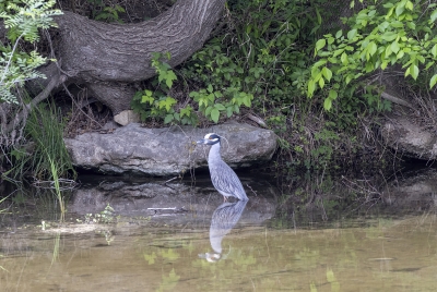 White Crowned Night Heron 2026